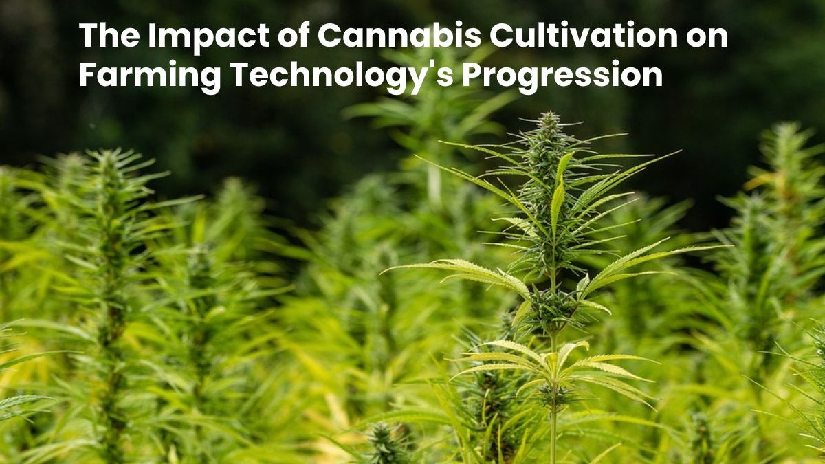 The Significant Impact of Cannabis Cultivation on Farming Technology’s Progression