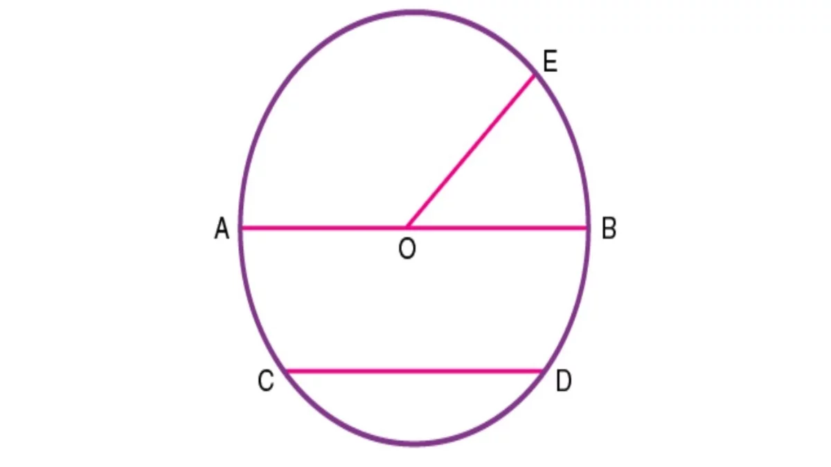 Explain the Sector and Chord in a Circle